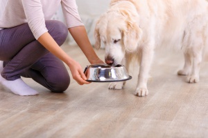 woman feeding her dog food made by one of the healthiest dog food brands