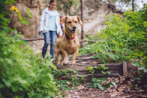 small dog off leash on dog trails