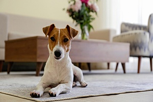 dog laying on rug in a pet friendly apartments in Northern Virginia