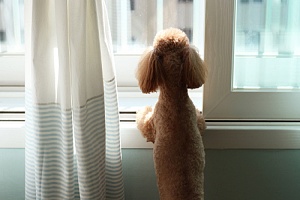 small dog looking over an apartment window