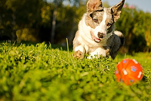 dog chasing after a ball while being watched over by employees of professional dog walking services in Northern Virginia