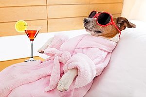 dog in a spa relaxing at one of the top dog friendly social events in Northern Virginia