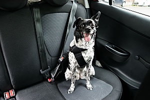 dog in the back of a car going on a trip to the pet store in the summer to meet other dogs