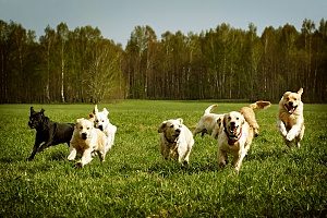 several golden retrievers running through a dog park which is potentially the best summer activity you can do with your dog