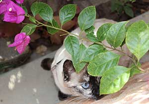 Cat playing with house plant that is poisonous