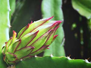 Picture of corn plant that among the top house plants poisonous to cats