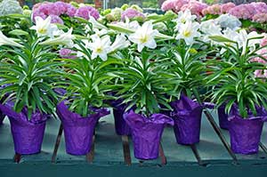 Picture of lilies that among the top house plants poisonous to cats