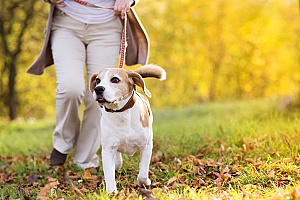 a beagle whose owner is being walked by an employee of a professional dog walking company since the owners are always very busy and cannot walk their dog during the day