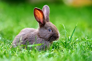a newly owned rabbit in the backyard of a woman who is learning proper pet rabbit care