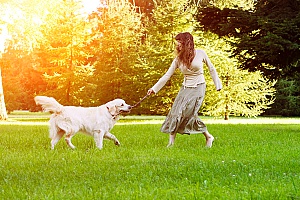 owner of a professional dog sitting and dog walking company training a dog with a stick so it can learn to play fetch
