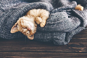 a small kitten wrapped up in a blanket that was provided by a cat sitting services company in Centreville, VA
