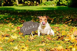 a dog playing outside in the leaves before he stays with an overnight pet sitting company for Thanksgiving