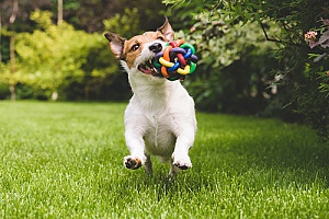 a dog playing with a toy that is offered by northern Virginia pet sitting services while its owners are away