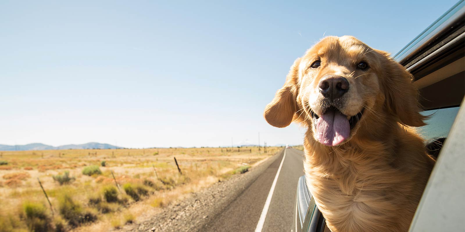 a dog sticking his head out of a car window on a road trip