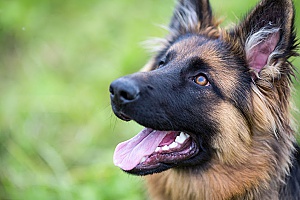 a german shepherd that is outside after a trip to one of the best pet boutiques in Northern Virginia