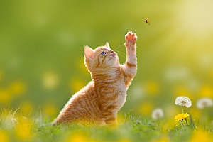 a kitten playing with a butterfly before visiting a few of the best pet boutiques in Northern Virginia with her owner