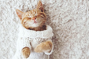 a kitten that is excited for her stay with overnight pet sitting services in Fairfax, VA