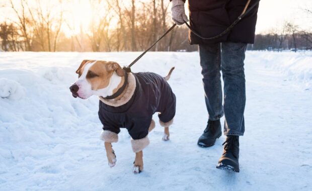 dog walking in winter coat in Northern VA