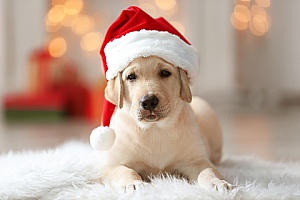 a dog wearing a Santa Claus hat and is ready to eat one of the holiday dog treats that his owners made for him
