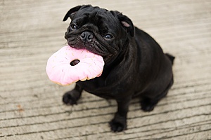 a pug dog eating a donut made from a list of best holiday dog treats dog owners can make