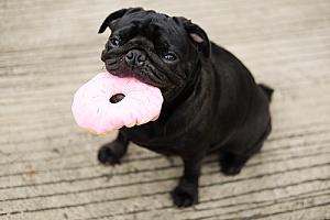 a pug dog eating a donut made from a list of best holiday dog treats
