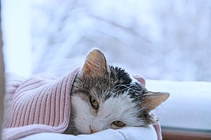 a sick cat laying on a pillow under a blanket as the owners call pet sitting services so they can take the cat to the vet while the owners are out of town