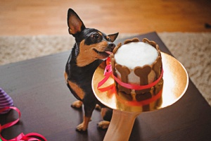 a terrier that is eating a dog cake which is one of the best holiday dog treats that can be made