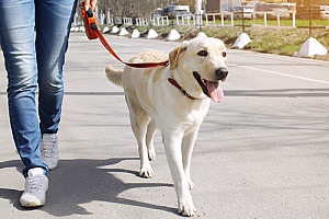 the owner of a professional dog walking services company taking a dog for a walk on a main road