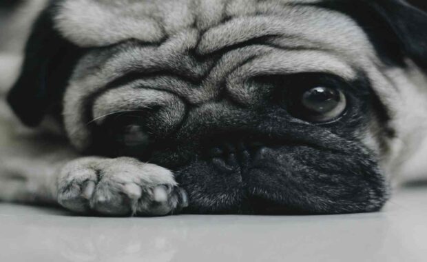 Upset pug puppy staring at camera