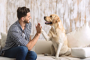 a dog and his owner high fiving after dog sitting services trained the owner to keep better care of him