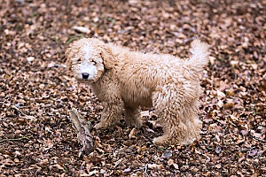 a dog at an indoor dog park with a professional dog walker during the winter time since there is snow on the ground at the local outdoor dog park