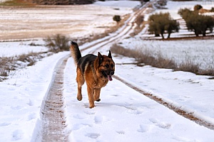 a dog running up and down a footpath on a mountain with the owner of a professional dog walking services company