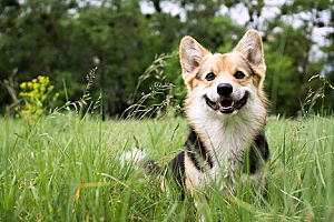 a dog who is smiling after spending time with a dog sitting services company and she is now playing in the field with her owners