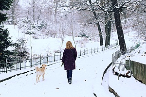 an employee of a professional dog walking services company out with a dog while there is snow on the ground