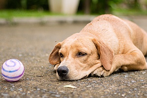 an upset dog laying in the street next to his toy as he waits for a dog sitting services company helps his owners learn how to better take care of him