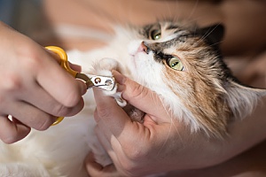 a cat owner doing a trial run of nail trimming with the help of cat sitting services