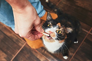 a cat receiving a treat after its owner learned how to trim cat claws