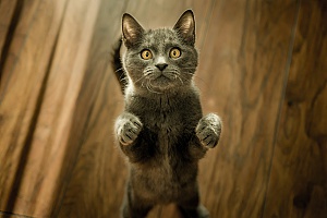 a cat who received a nail trim since his owner recently learned how to trim cat claws