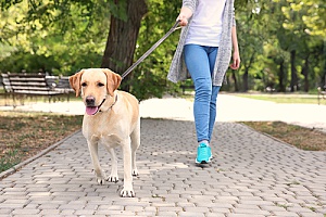 a dog sitting services employee walking a dog with one of the top dog harnesses in 2019
