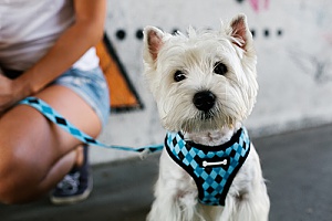 a dog wearing one of the top harnesses in 2019 as he is being walked through dog walking services