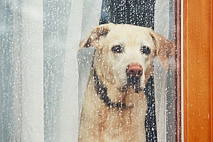 a dog who will not go in the rain so his owners hired dog walking services to help