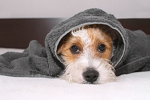 a dog with a towel over herself after receiving dog walking services in the rain