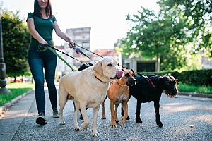 a woman walking dogs after learning how to become a pet sitter