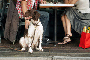 a couple sitting with their dog at a restaurant