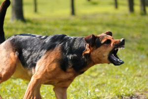 an aggressive off leash dog baring its teeth