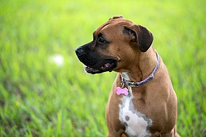 a dog that has a brand new dog training collar