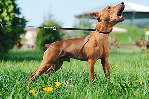 a dog that is being walked barking at another dog