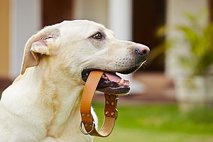 a dog with a brand new training collar