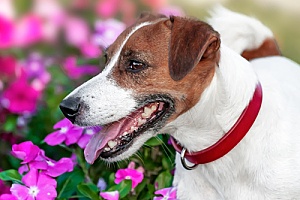 a red dog training collar worn by a dog