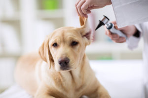 a veterinarian checking a dog for signs of ear infection because the dog walks in circles